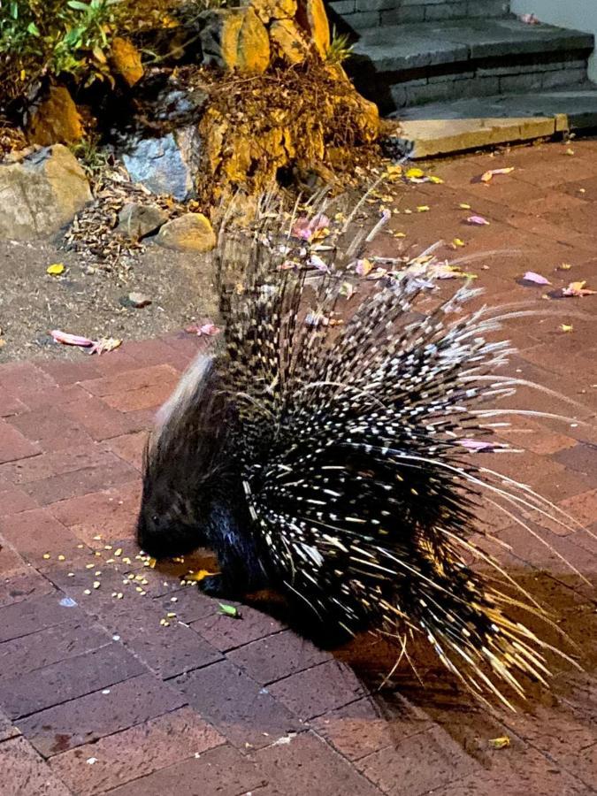 Porcupine Walk Daire Simonʼs Town Dış mekan fotoğraf