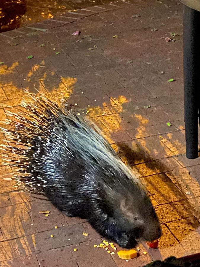 Porcupine Walk Daire Simonʼs Town Dış mekan fotoğraf